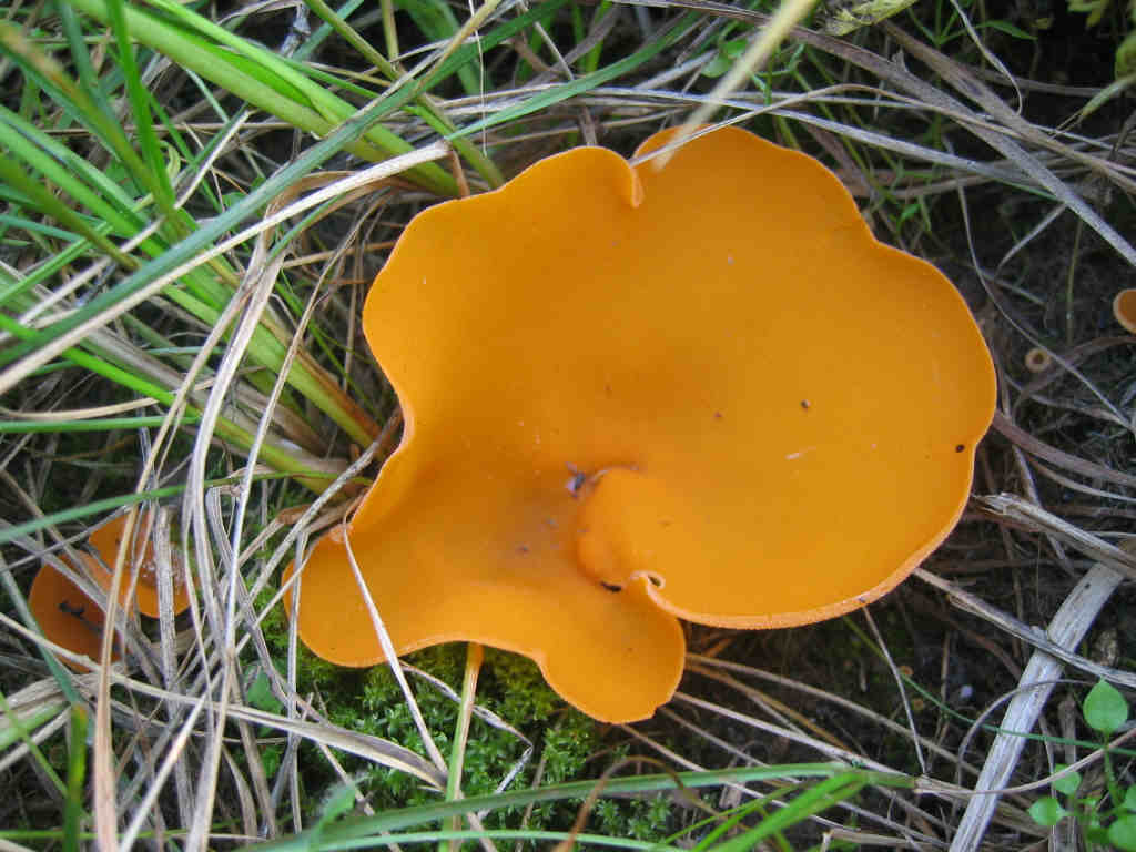 2005 :  Un anno di funghi